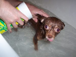Att bada en hund