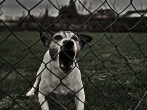 Att misslyckas med hundträningen